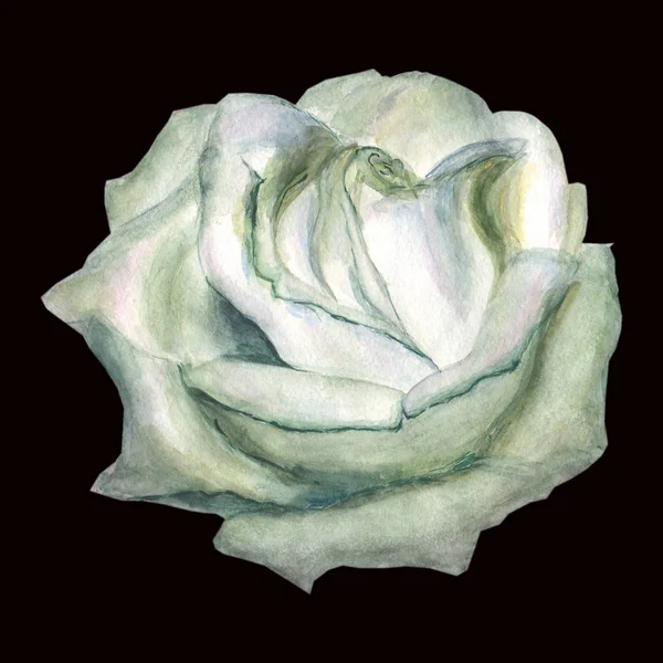 Акварель белой розы изолированы на черном фоне — стоковое фото