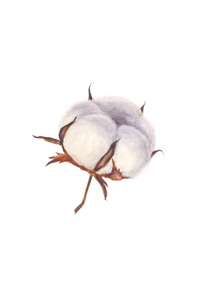 Watercolor hand painted cotton ball isolated on white background — Stock Photo, Image