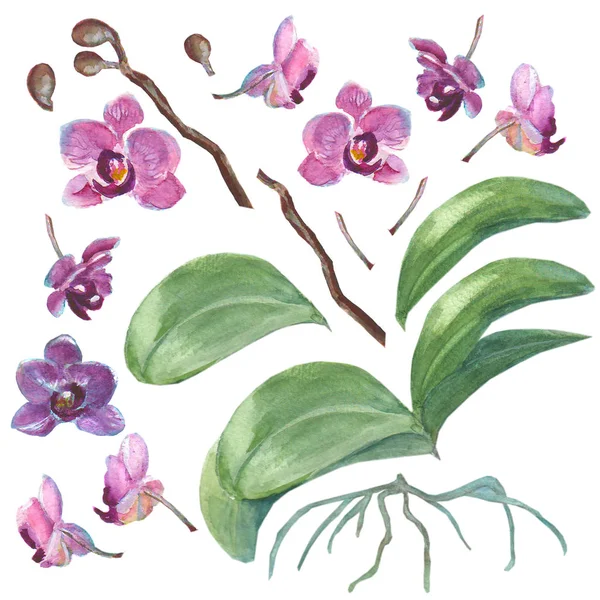 Verzameling van geïsoleerde aquarel orchideeën voor uw ontwerp — Stockfoto