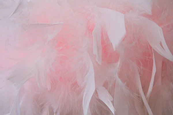 Tekstury z różowe i białe pióra — Zdjęcie stockowe
