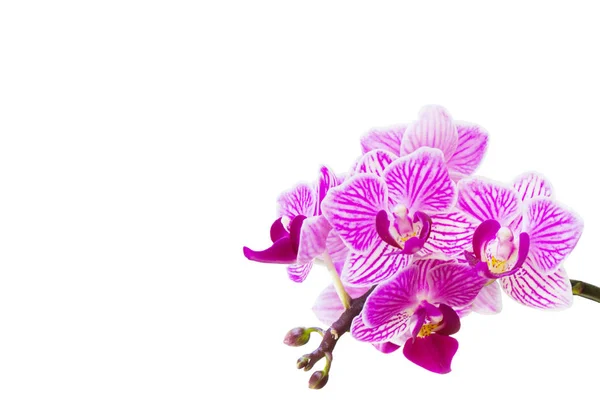 Ramo del Orchid isolato su sfondo bianco — Foto Stock