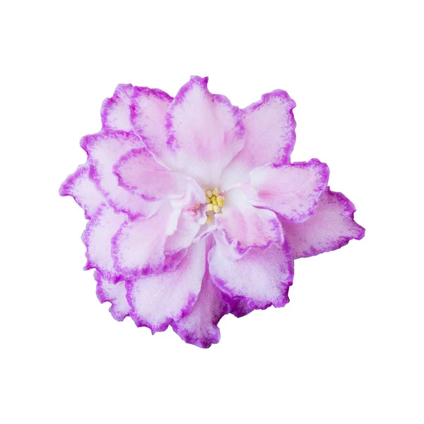 Фиолетовый цветок изолирован на белом фоне — стоковое фото