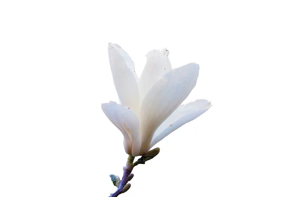 Blooming λευκή μανόλια λουλούδι. Κλείστε επάνω, απομονώνονται σε λευκό πίσω — Φωτογραφία Αρχείου