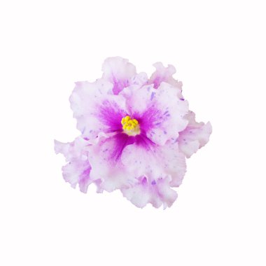 Menekşe çiçek beyaz arka plan üzerinde kapat