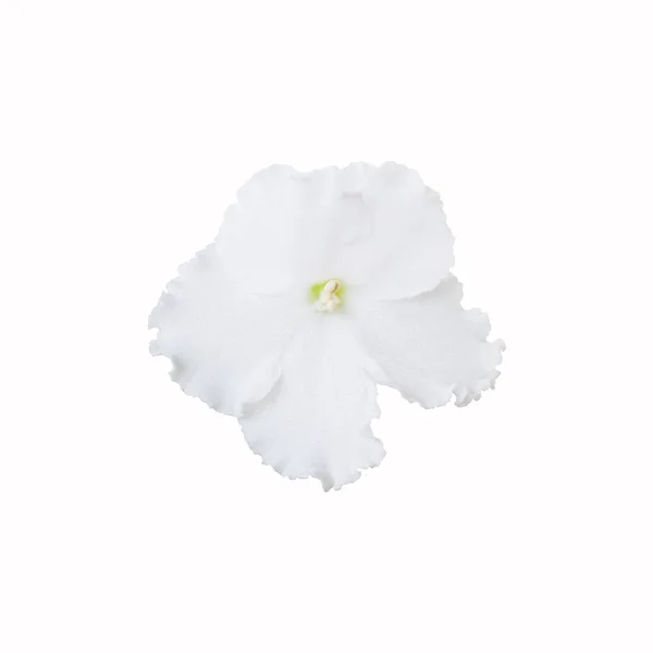 Violette Blume aus nächster Nähe auf weißem Hintergrund — Stockfoto