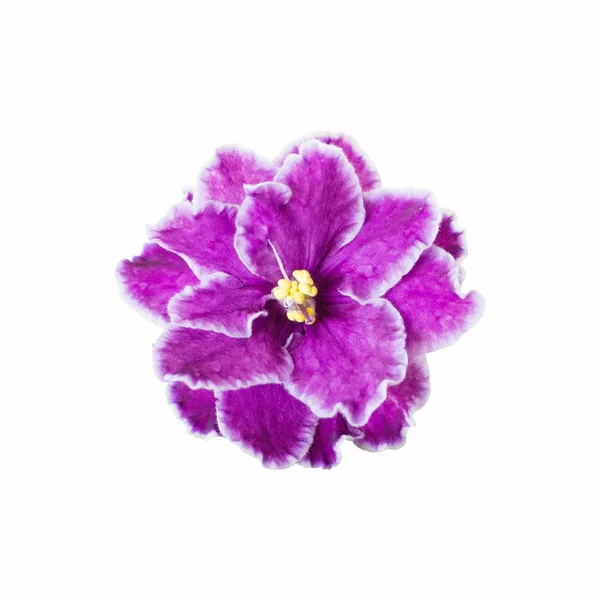 Фиолетовый цветок закрыть на белом фоне — стоковое фото