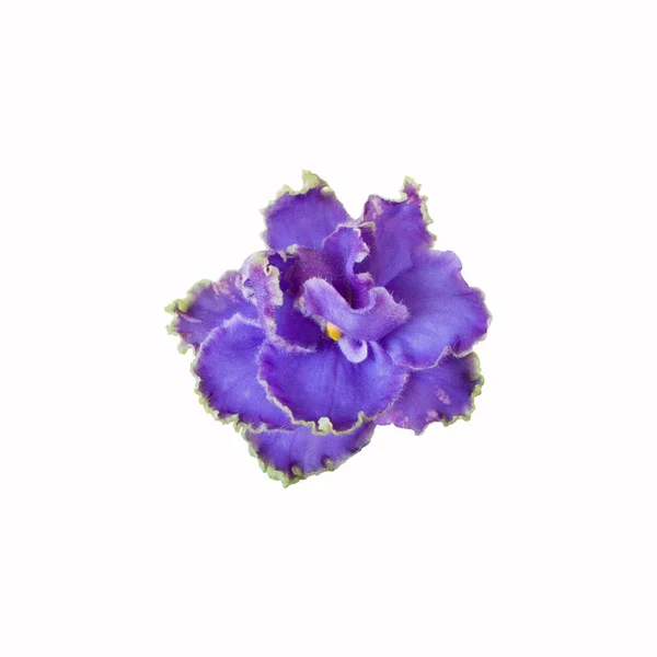 Flor violeta de cerca sobre fondo blanco — Foto de Stock