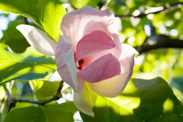 Beautiful magnolia flower under sunlight with green leaves as a — Stock Photo, Image