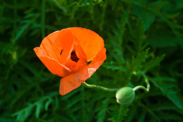 Kwiat czerwony MAK z bud — Zdjęcie stockowe