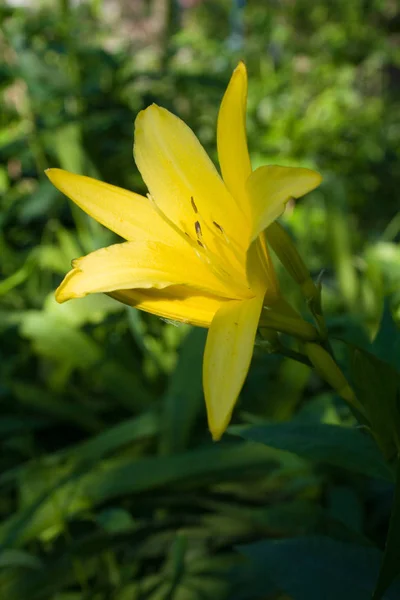 Çiçek açması sarı zambak — Stok fotoğraf