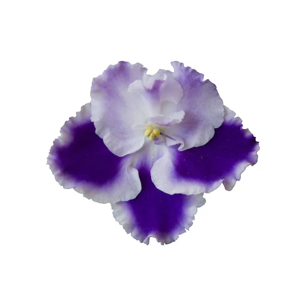 Hermosa violeta Rapsodia Cora, aislado sobre fondo blanco —  Fotos de Stock