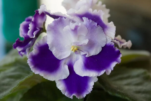 Hermosa violeta Rapsodia Cora, Holtkamp — Foto de Stock