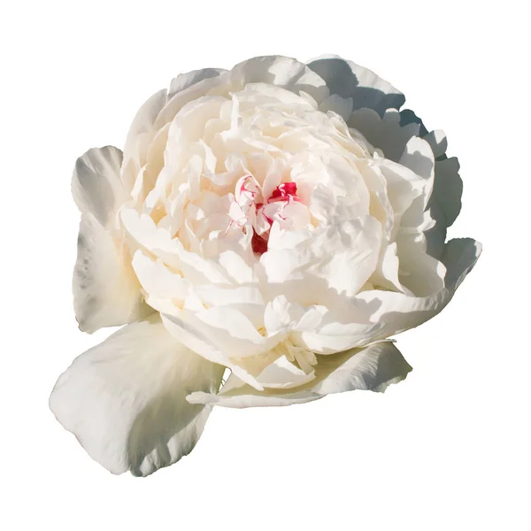 Цветущий белый пион на белом фоне — стоковое фото