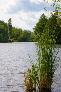 Göl ve yazın parkta bulrush. Mezhyhiria, Ukrayna
