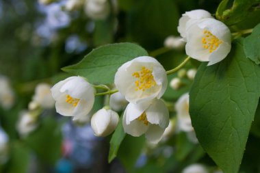 Arka plan olarak yeşil yaprakları ile güzel Yasemin çiçekleri