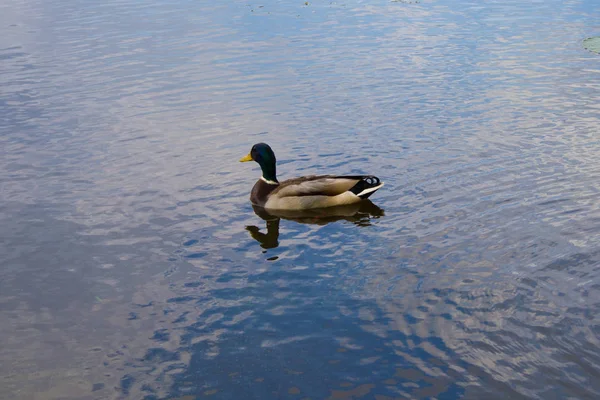 Erpel mit Spiegelung, schwimmend im See mit blauem Wasser — Stockfoto