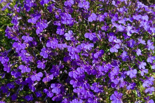 Hintergrund mit hellen violetten Blüten und grünen Blättern — Stockfoto