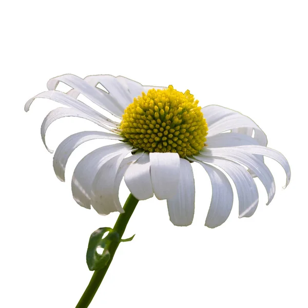 Bela flor de camomila isolada no fundo branco. — Fotografia de Stock