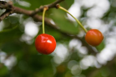 Bir ağaç arka plan yeşil yaprakların üzerinde dikiş kiraz