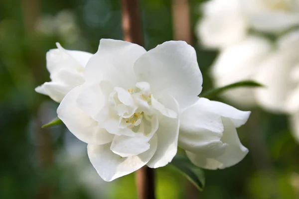Schöne Jasminblüte mit Knospen — Stockfoto