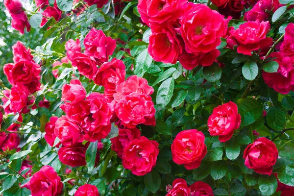 Różowy krzewów, kwiatów róży i zielonych liści — Zdjęcie stockowe