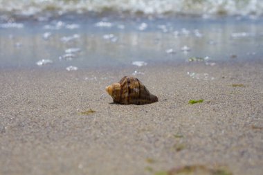 Kum deniz kabuğu yakın çekim.