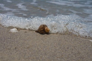 Sahilde deniz köpüğü kabuğunda. Yakın çekim.