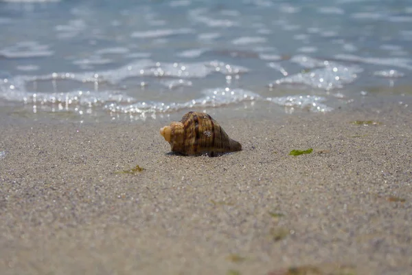 Een shell in het zand op het strand. Close-up. — Stockfoto