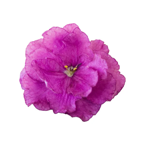 Inicio flor violeta de cerca —  Fotos de Stock