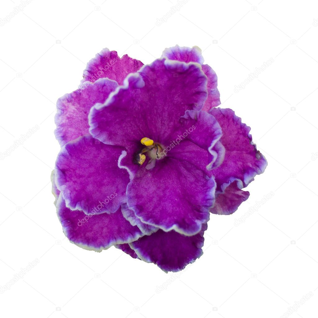 Home violet flower close up