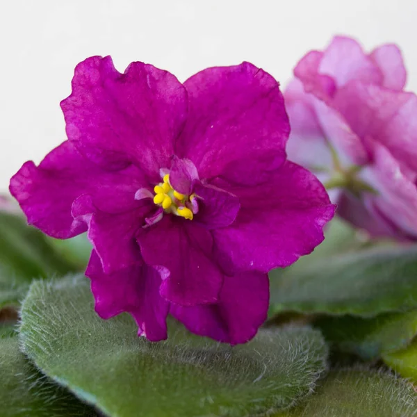 Beautiful blooming violet flowers — Stock Photo, Image