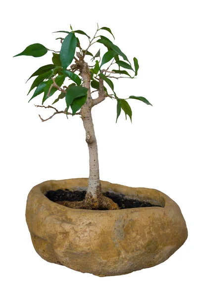 Ficus benjamin-bonsai — Stockfoto