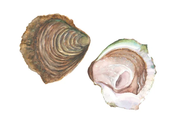 Aquarel oester, geïsoleerd op witte achtergrond — Stockvector