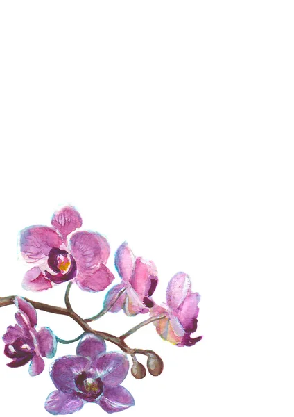 Aquarell-Orchideenzweig auf weißem Hintergrund — Stockvektor