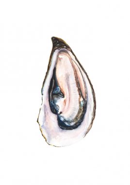 Beyaz arka plan üzerinde izole suluboya istiridye