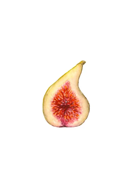 Watercolor half of figs, isolated on white background — Stock Vector