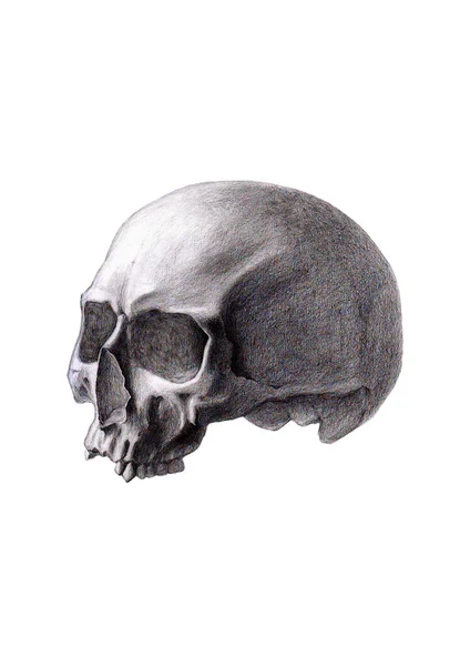 Ludzka czaszka izolowana na białym tle — Wektor stockowy