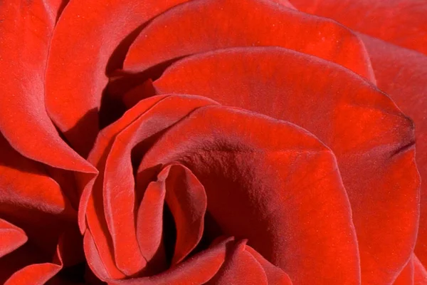 Закрыть красную розу — стоковое фото