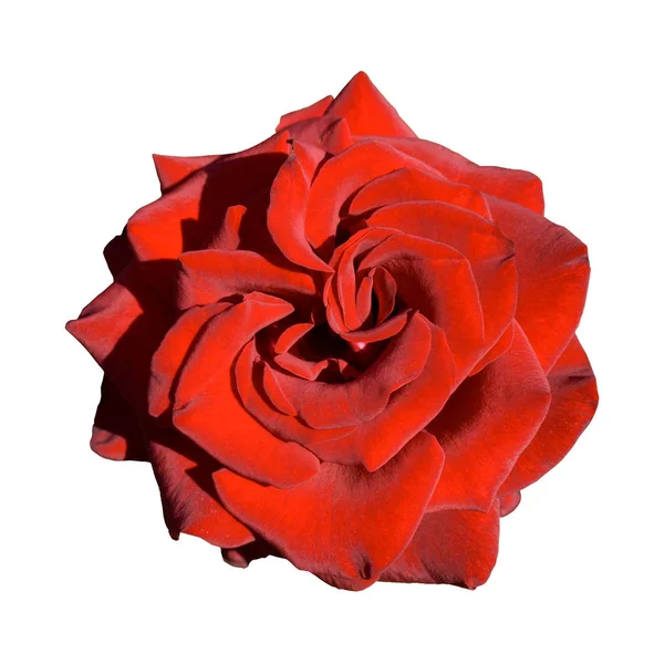 Hermosa rosa roja — Foto de Stock