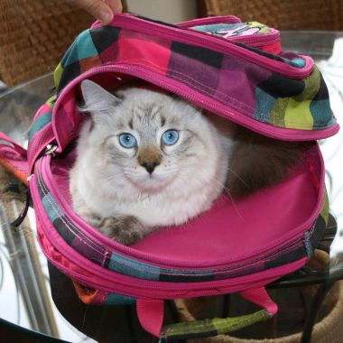 Sibirya neva masquerade kedi