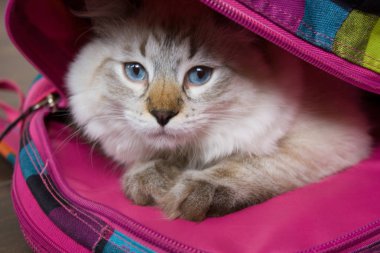 Sibirya neva masquerade kedi