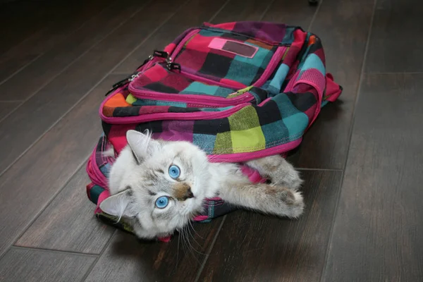 Sibirya neva masquerade kedi