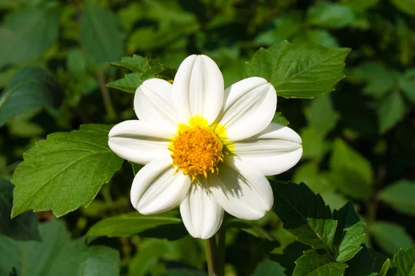 Schöne weiße Dahlienblüte — Stockfoto