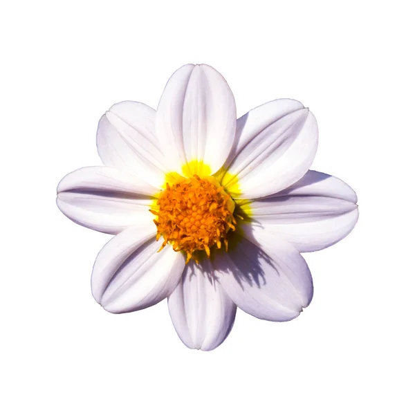 白いダリアの花を開花 — ストック写真
