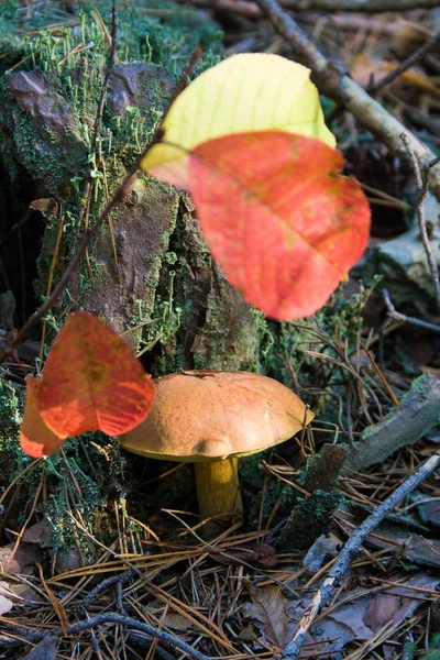 Growing mushroom in the autumn forest — Stock Photo, Image