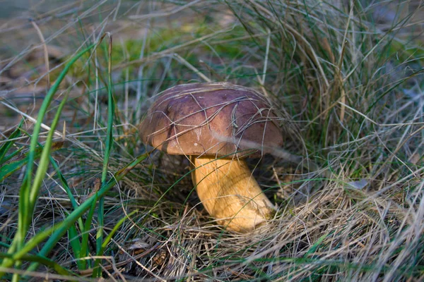 Growing mushroom in grass — Stock Photo, Image