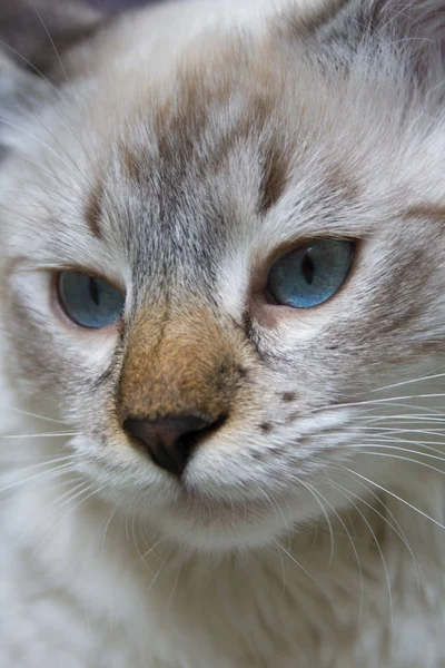 Siberiano jovem gato — Fotografia de Stock