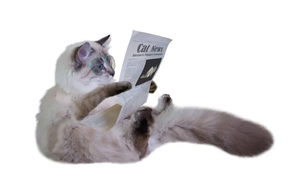 メガネで読書猫 — ストック写真