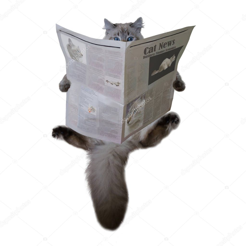Funny cat is reading the newspaper