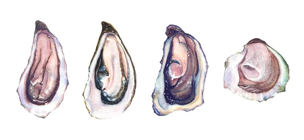 Set van vier verschillende oesters oester — Stockfoto